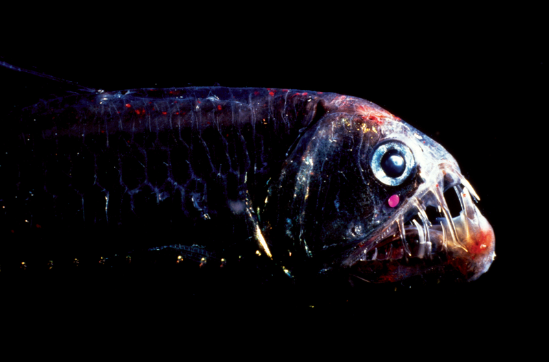 The viperfish has a prominent bioluminescent organ under its eye, along with multiple rhodopsin genes.